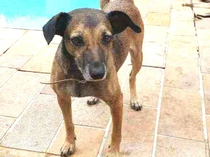 Cachorro ra a Indefinida idade 4 anos nome Carlinha