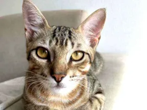 Gato raça Bengal idade 2 a 6 meses nome Oliver