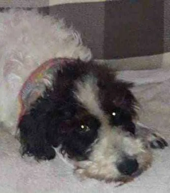 Cachorro ra a Misturada idade 5 anos nome CRISTAL