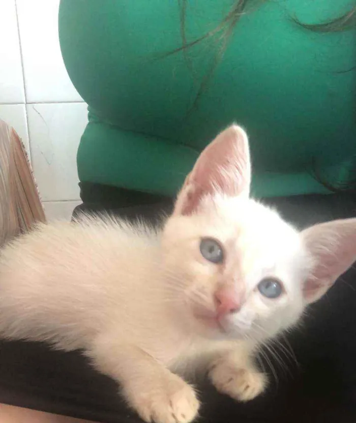 Gato raça Mistura idade Abaixo de 2 meses nome Não tem 