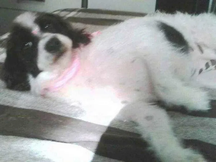 Cachorro ra a Misturada idade 5 anos nome CRISTAL