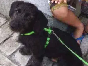 Cachorro raça Indefinida idade 7 a 11 meses nome Tião