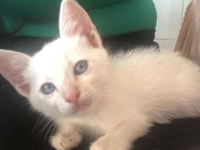 Gato raça Mistura idade Abaixo de 2 meses nome Não tem 
