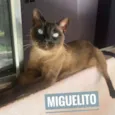 Miguelito