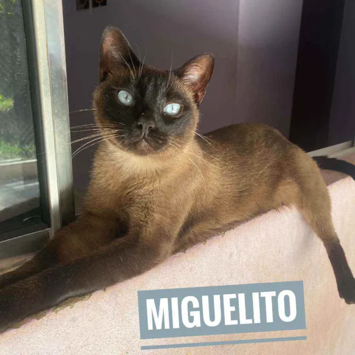 Gato ra a SRD idade 4 anos nome Miguelito