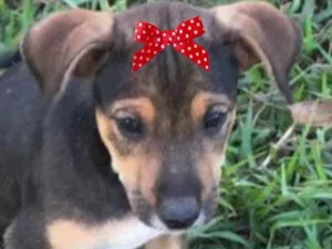 Cachorro raça Mestiça  idade Abaixo de 2 meses nome Cacau 