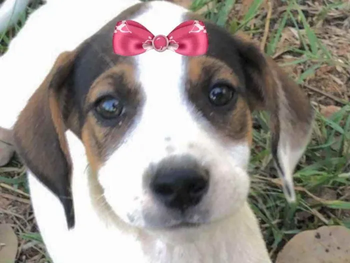 Cachorro ra a Mestiça  idade Abaixo de 2 meses nome Bebel 