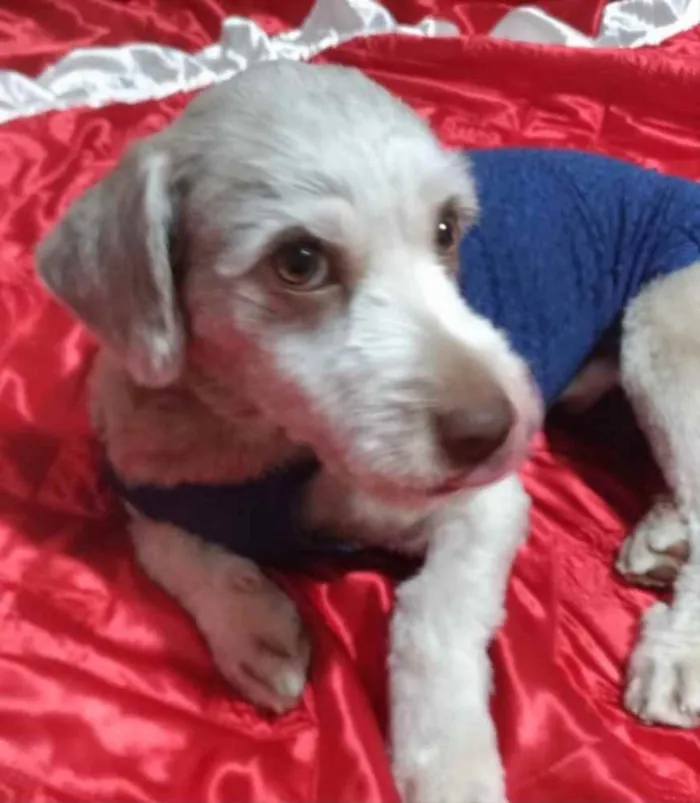 Cachorro ra a Mestiço  idade 7 a 11 meses nome Theo 