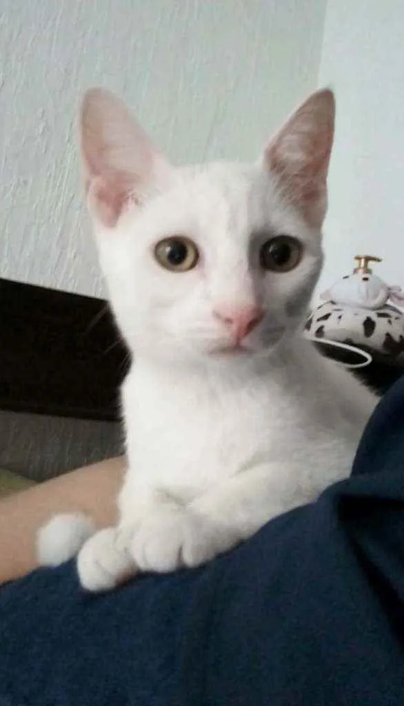 Gato ra a Srd idade 2 a 6 meses nome Voyage