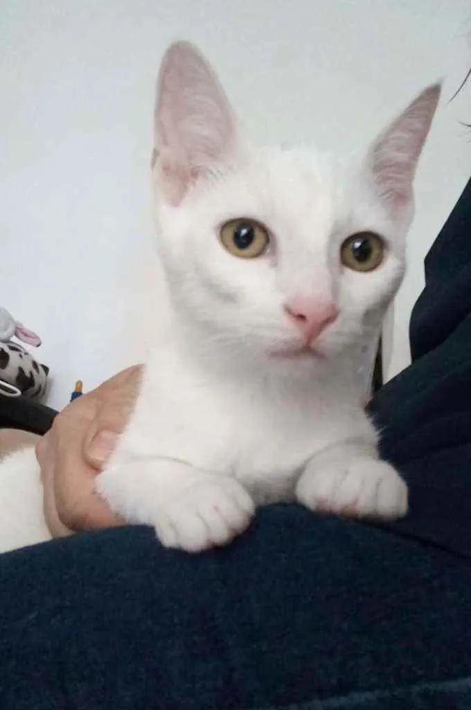 Gato ra a Srd idade 2 a 6 meses nome Voyage
