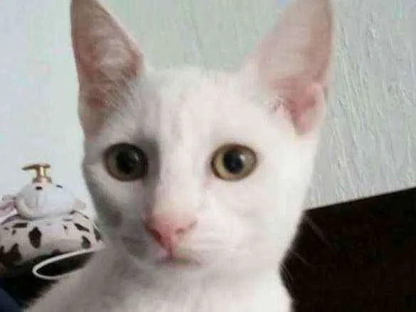 Gato ra a Srd idade 2 a 6 meses nome Voyage