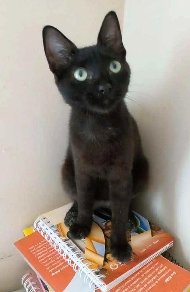 Gato ra a Srd idade 2 a 6 meses nome xx IARA xx