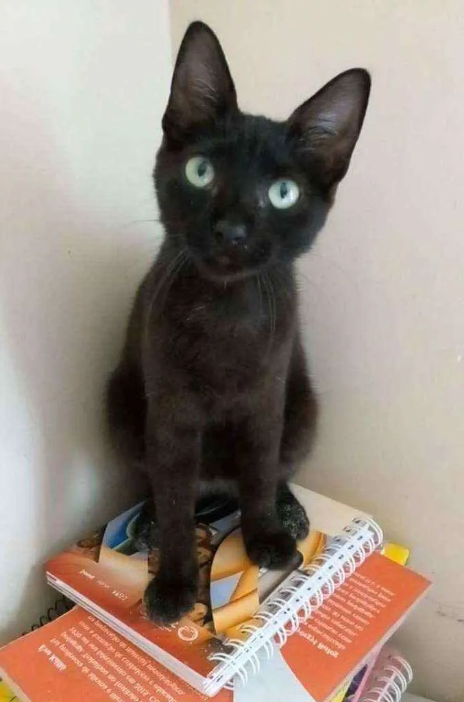 Gato ra a Srd idade 2 a 6 meses nome xx IARA xx