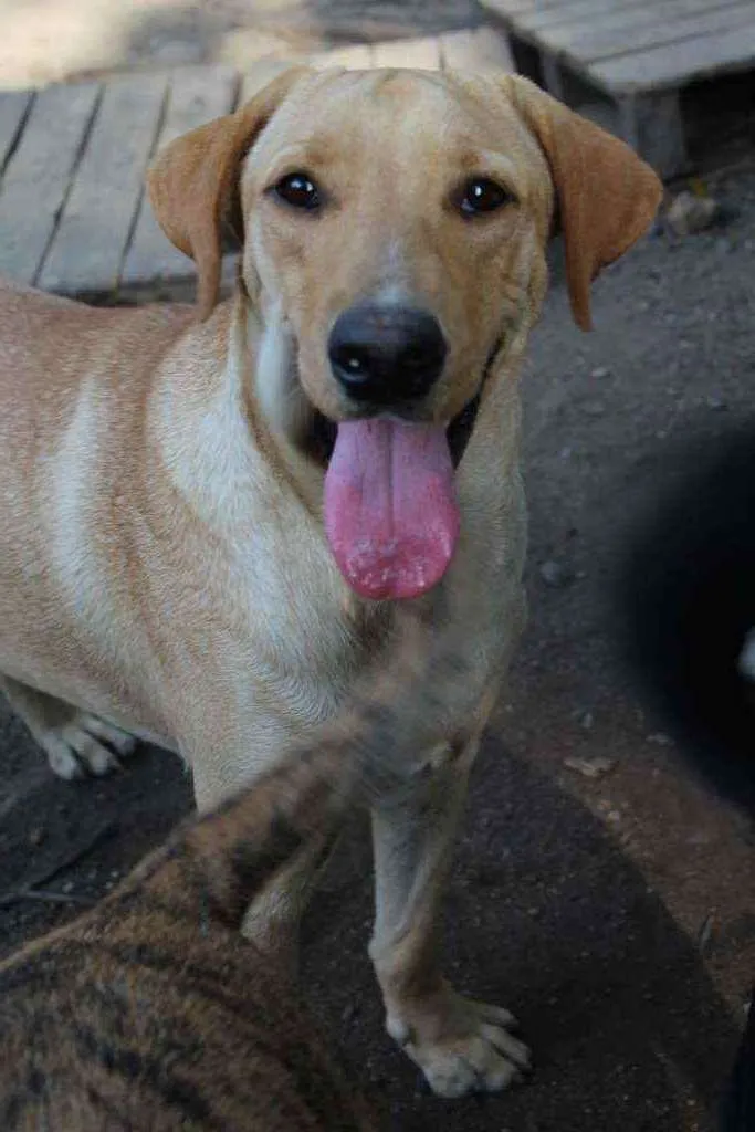 Cachorro ra a SRD idade 2 anos nome Kadú 