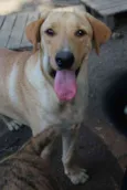 Kadú