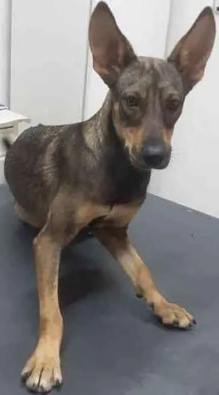 Cachorro ra a Srd idade 7 a 11 meses nome LAIKA 