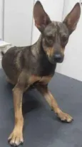 LAIKA