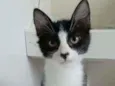 Emilinho