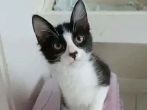 Gato raça Srd idade 2 a 6 meses nome Emilinho 
