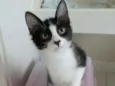 Emilinho