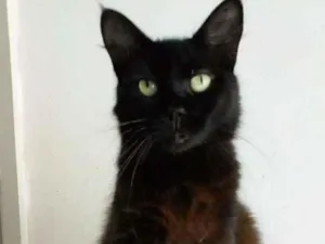 Gato raça srd idade 1 ano nome RAYKA