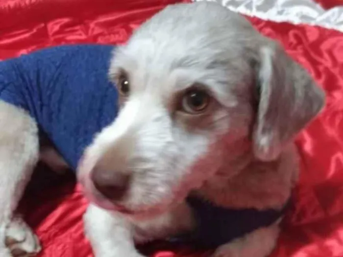 Cachorro ra a Mestiço  idade 7 a 11 meses nome Theo 
