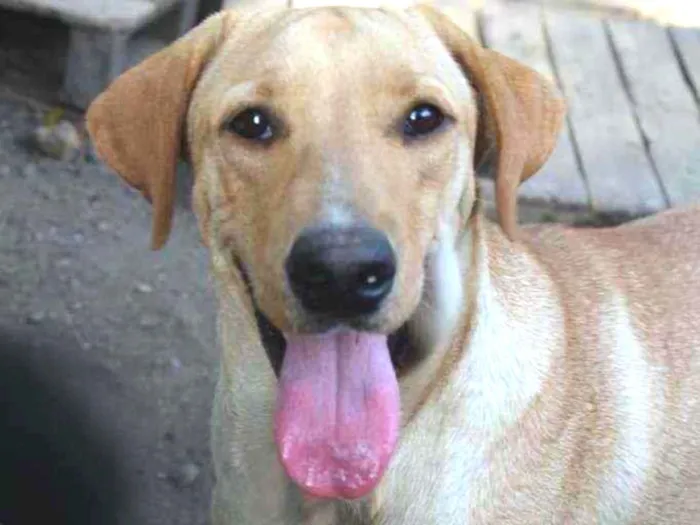 Cachorro ra a SRD idade 2 anos nome Kadú 