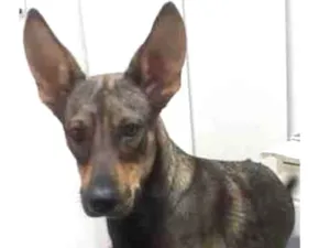 Cachorro raça Srd idade 7 a 11 meses nome LAIKA 