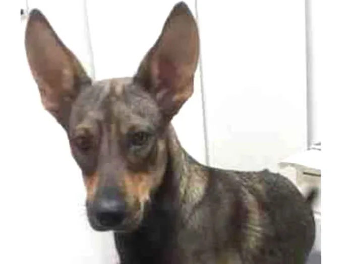Cachorro ra a Srd idade 7 a 11 meses nome LAIKA 