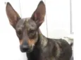 LAIKA
