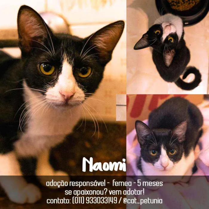 Gato ra a SRD - SEM RAÇA DEFINIDA idade 2 a 6 meses nome Naomi