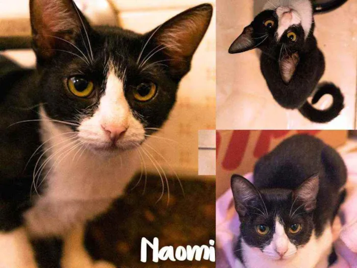 Gato ra a SRD - SEM RAÇA DEFINIDA idade 2 a 6 meses nome Naomi