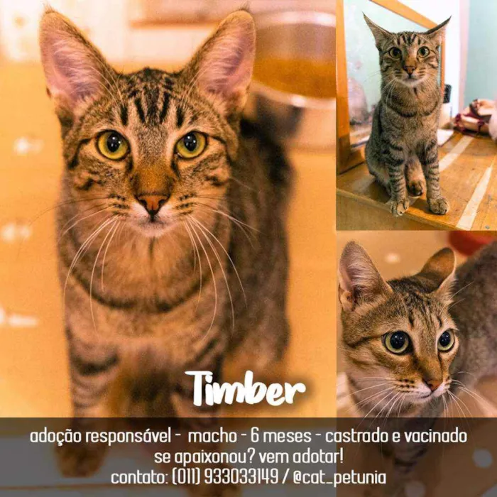 Timber