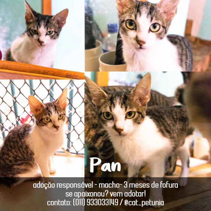 Pan