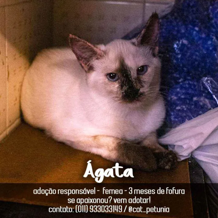 Gato ra a Siamês  idade 2 a 6 meses nome Agata