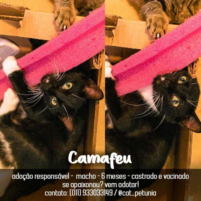 Gato ra a SRD - SEM RAÇA DEFINIDA idade 2 a 6 meses nome Camafeu