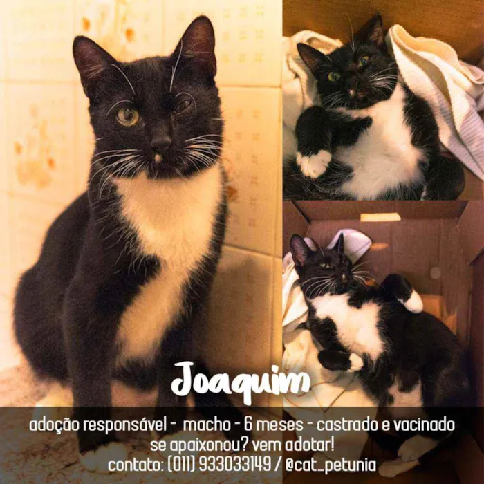 Gato ra a SRD - SEM RAÇA DEFINIDA idade 2 a 6 meses nome Joaquim