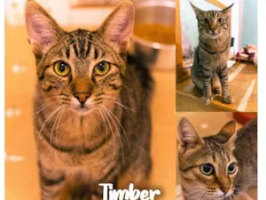Gato raça SRD - SEM RAÇA DEFINIDA idade 2 a 6 meses nome Timber