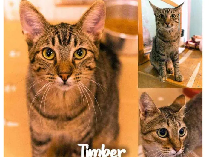 Gato raça SRD - SEM RAÇA DEFINIDA idade 2 a 6 meses nome Timber