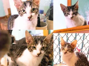 Gato raça SRD - SEM RAÇA DEFINIDA idade 2 a 6 meses nome Pan