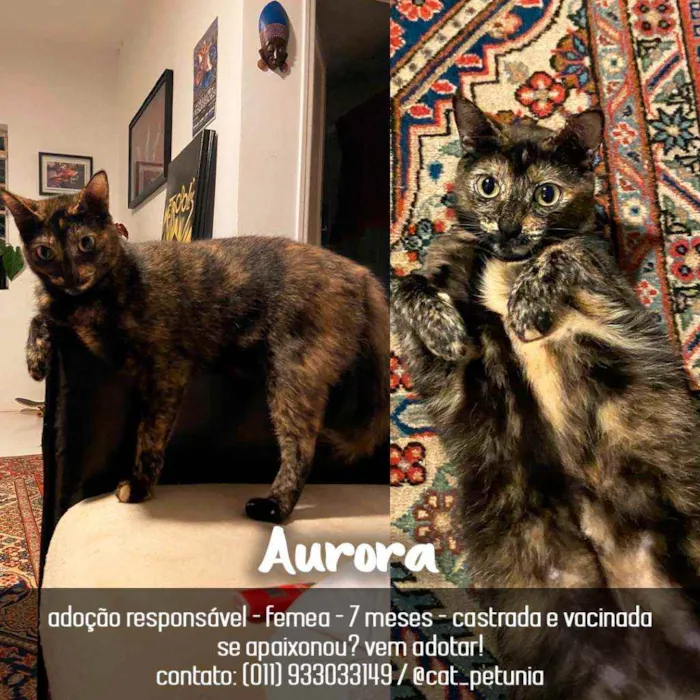 Gato ra a SRD - SEM RAÇA DEFINIDA idade 7 a 11 meses nome Aurora