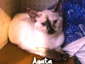 Gato raça Siamês  idade 2 a 6 meses nome Agata