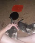 Não tem 