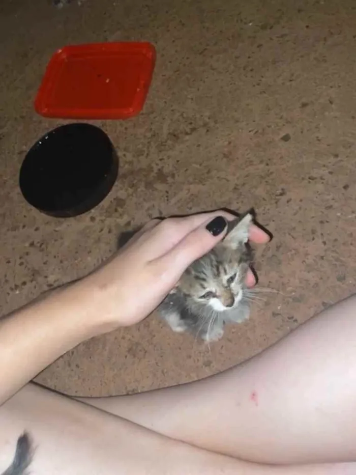 Gato raça Não sei  idade Abaixo de 2 meses nome Não tem 