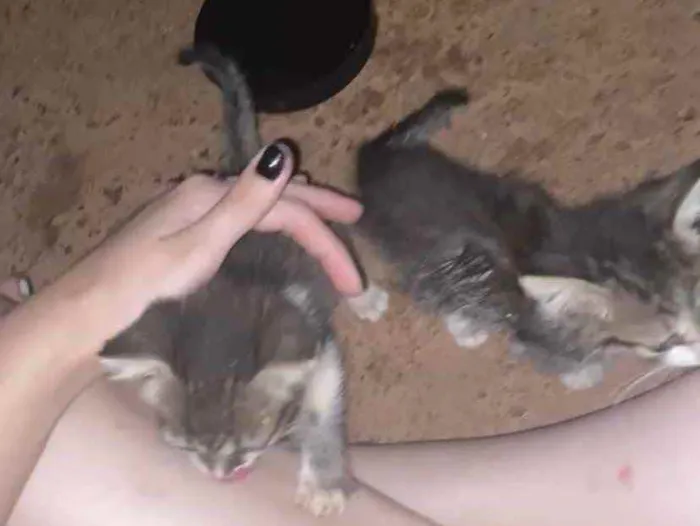Gato raça Não sei  idade Abaixo de 2 meses nome Não tem 