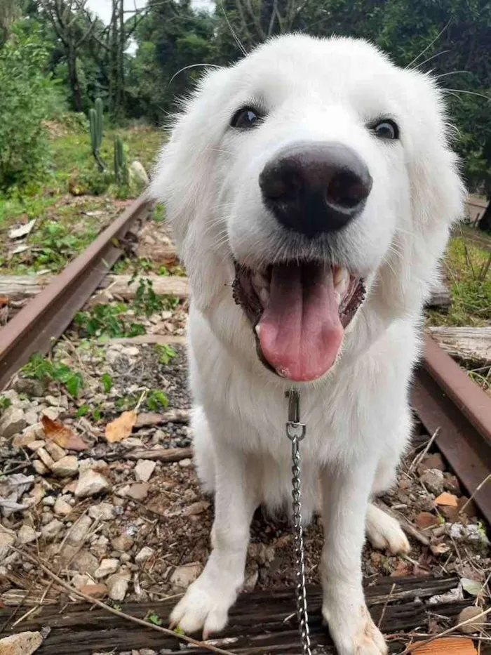 Cachorro raça Pastor maremano abruzes  idade 7 a 11 meses nome Kenai