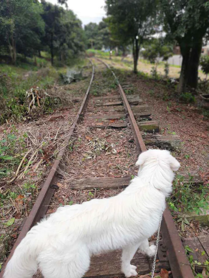 Cachorro raça Pastor maremano abruzes  idade 7 a 11 meses nome Kenai