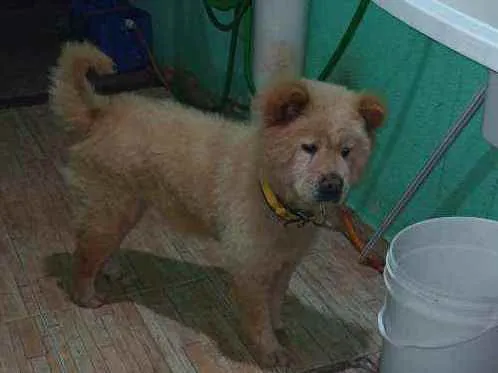 Cachorro ra a Chow Chow idade 4 anos nome Mary Jane
