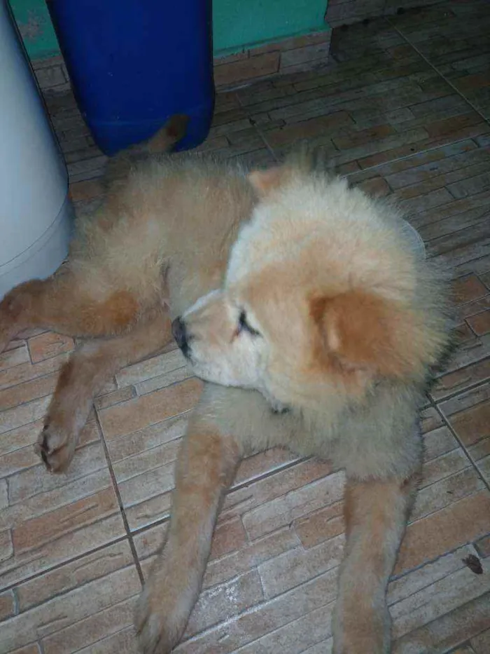 Cachorro ra a Chow Chow idade 4 anos nome Mary Jane