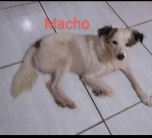 Cachorro ra a Indefinida idade 7 a 11 meses nome Leaoa